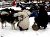 falshmob-timisoara-eutanasiere-caini-53