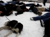 falshmob-timisoara-eutanasiere-caini-57