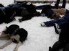 falshmob-timisoara-eutanasiere-caini-58