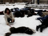 falshmob-timisoara-eutanasiere-caini-72