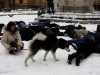 falshmob-timisoara-eutanasiere-caini-73