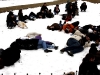 falshmob-timisoara-eutanasiere-caini-74