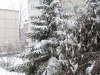 zapada-in-timisoara-4-februarie-1