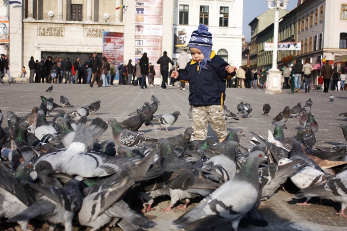 Lion Referendum shave Aparatele anti-ciori, folosite pentru alungarea porumbeilor din Timisoara?  S-ar putea monta si in scoli – Opinia Timisoarei