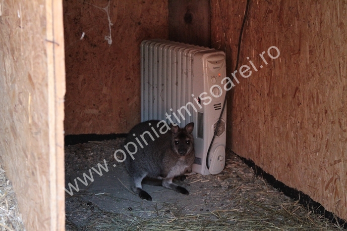 incalzire-animale-gradina-zoologica-timisoara-9