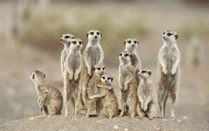 Meerkat or suricate (Suricata suricatta) family with young on the lookout at the edge of their burrow. Kgalagadi Desert. Southeast Namibia