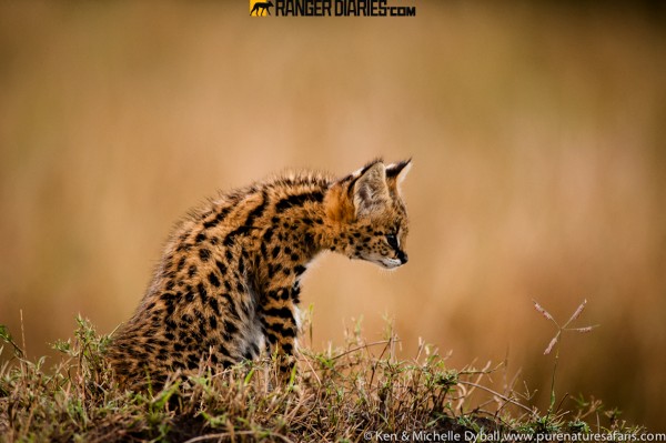 serval-2