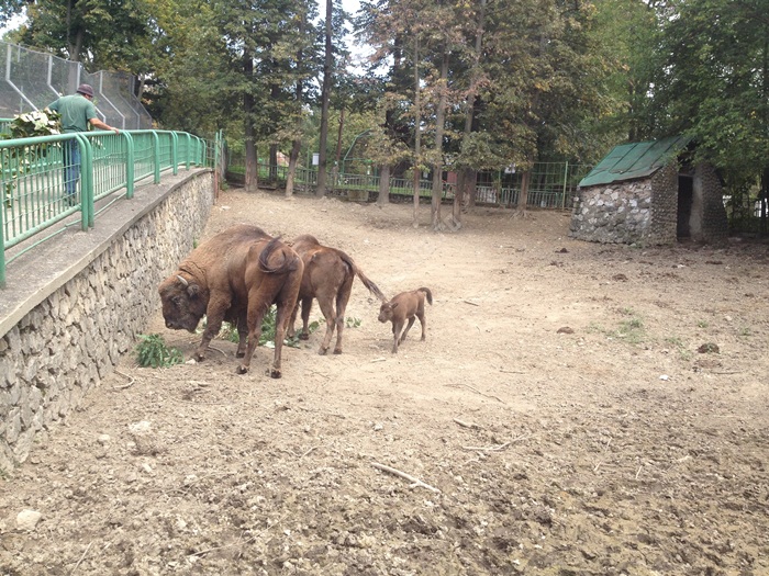 pui-zimbru-zoo-resita (3)