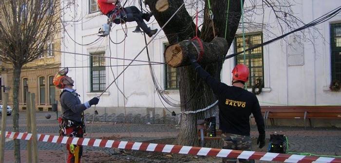 Copacul Simbol Al Timisoarei Batran De Aproape Un Secol A Mai