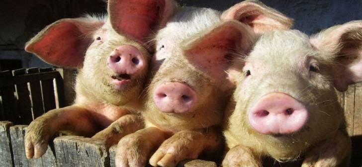 Pesta porcină lovește ferma din Timiș: Ce consecințe riscă agricultorii? Pesta porcină lovește ferma din Timiș: Ce consecințe riscă agricultorii?