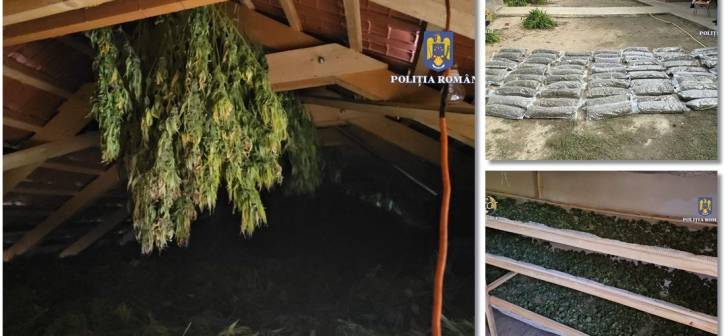 Descoperirea uriasă de cultură de cannabis la Timișoara de către polițiștii antidrog: 4000 mp cu sistem de irigație și supraveghere video live. Descoperirea uriasă de cultură de cannabis la Timișoara de către polițiștii antidrog: 4000 mp cu sistem de irigație și supraveghere video live.