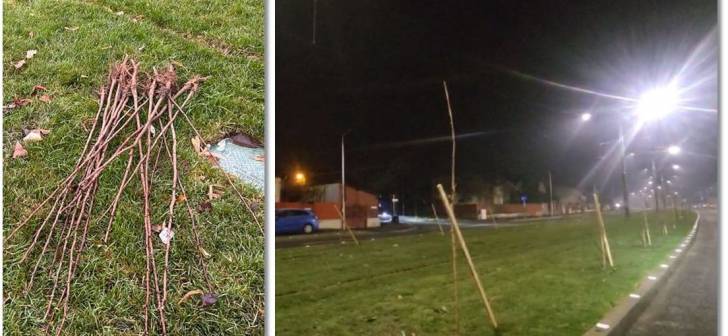 . "Dezvoltare la Calea Bogdanestilor din Timisoara: Nuielusele inlocuite cu bete mai rezistente. Vezi video"