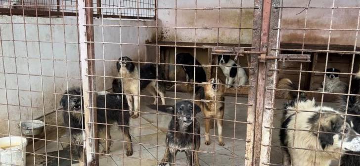 Primaria Timisoara a semnat un contract cu Danyflor pentru a aduna cadavre de animale si pasari din strazi.