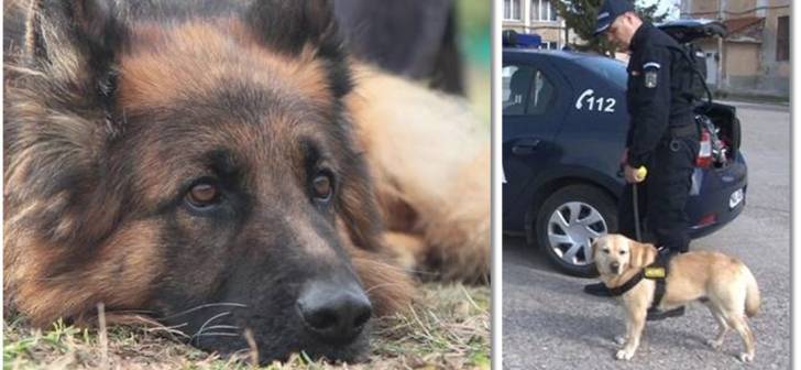 Jandarmii din Timisoara cauta un nou coleg iubitor de animale Jandarmii din Timisoara cauta un nou coleg iubitor de animale
