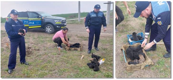 14 catelusi salvati de iubitorii de animale si politisti, abandonati pe un camp langa Timisoara 14 catelusi salvati de iubitorii de animale si politisti, abandonati pe un camp langa Timisoara