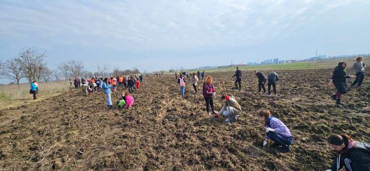 Voluntari si ADID planteaza peste 2500 de puieti langa Timisoara Voluntari si ADID planteaza peste 2500 de puieti langa Timisoara