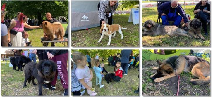 Cele mai frumoși câini se află în Timișoara! Concursuri și expoziții la Muzeul Satului. Galerie foto.