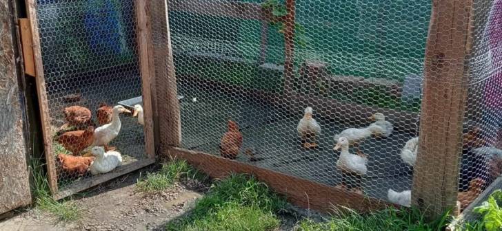 Peste 100 de animale crescute ilegal in Timisoara, proprietari sanctionati Peste 100 de animale crescute ilegal in Timisoara, proprietari sanctionati