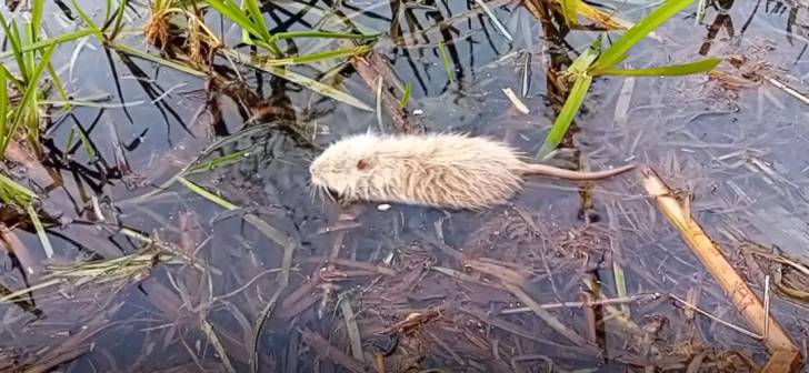 Fenomen spectaculos pe malurile Begai. Nutrii in numar mare, filmate la Timisoara.