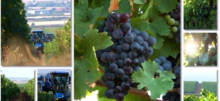 Canicula - o provocare pentru viticultorii din Timis, dar si un aliat. Vinul din Recasul asteptat sa fie cel mai bun!