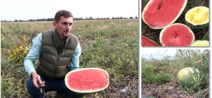 Delicioase lubenite cu aroma de vara, in toamna aproape de Timisoara. Pepeni dulci si proaspeti, filmati in octombrie.