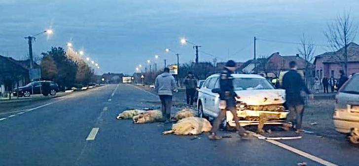 Șofer implicat în accident cu o turmă de oi în apropiere de Timișoara Șofer implicat în accident cu o turmă de oi în apropiere de Timișoara
