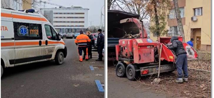 Doctorita ranita de o creanga in Timisoara, in timp ce muncitorii toaletau copacii.