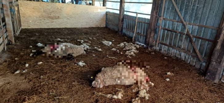 Atacuri de câini fără stăpân în zona Timișoara. Turme de oi omorâte. Filmare tulburătoare Atacuri de câini fără stăpân în zona Timișoara. Turme de oi omorâte. Filmare tulburătoare
