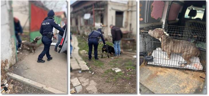 Politiștii salvează câini chinuiți dintr-o curte din Timișoara și deschid dosar penal. FOTO Politiștii salvează câini chinuiți dintr-o curte din Timișoara și deschid dosar penal. FOTO