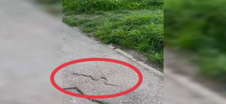 Serp veninos surprinde timișoreanii în mijlocul orașului. Vezi întreaga filmare a incidentului! Serp veninos surprinde timișoreanii în mijlocul orașului. Vezi întreaga filmare a incidentului!