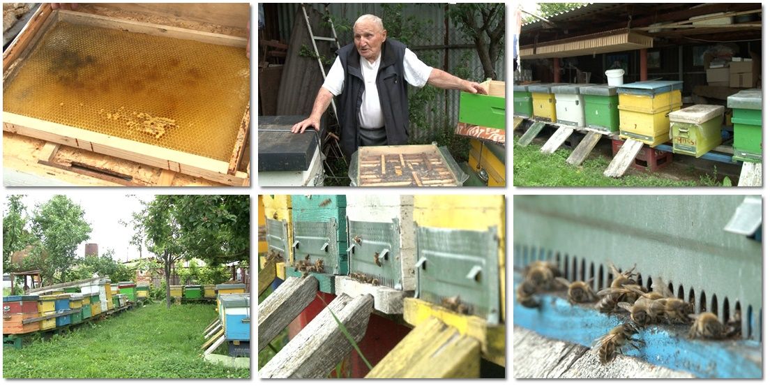 '70 de ani în meserie și niciodată un an mai rău'. Viitorul mierii, în cumpănă. VIDEO