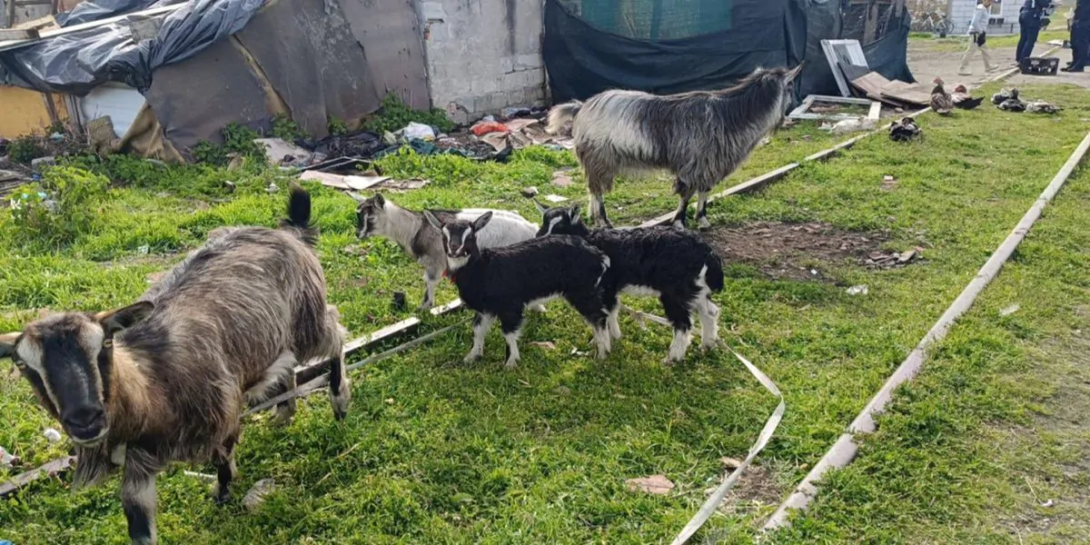 Amenzi pentru găini, oi, porci și cai crescuți ilegal în oraș. Vezi reacția poliției locale! FOTO