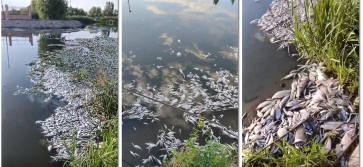 Pe Bega, zeci de kilograme de pești morți au fost descoperiți lângă Timișoara. VIDEO Pe Bega, zeci de kilograme de pești morți au fost descoperiți lângă Timișoara. VIDEO