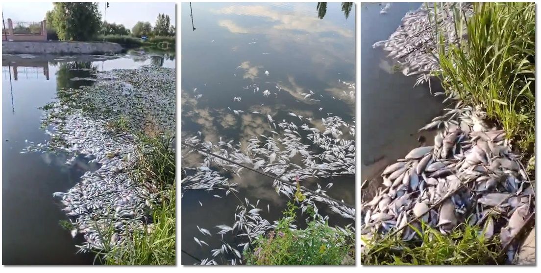 Pescuit Mort Masiv Lângă Timișoara, Imagini Șocante! VIDEO