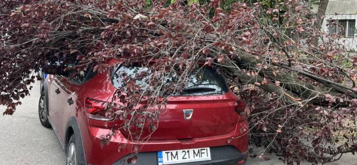 Vântul puternic la Timișoara: copac căzut pe o mașină provoacă distrugeri. Vântul puternic la Timișoara: copac căzut pe o mașină provoacă distrugeri.