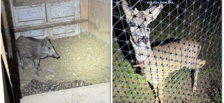 Braconieri surprinși de polițiști în Timiș: arme de vânătoare și animale sălbatice descoperite!