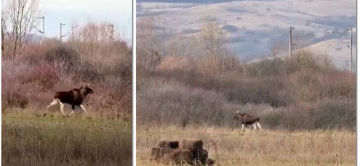 Elan surprins în Hunedoara: o întâlnire neobișnuită cu natura. Elan surprins în Hunedoara: o întâlnire neobișnuită cu natura.