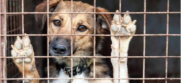 Protest la Timișoara împotriva uciderii câinilor: Cetățenii cer o schimbare! Protest la Timișoara împotriva uciderii câinilor: Cetățenii cer o schimbare!